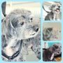 Photo of Pretty Little Pooch Boutique