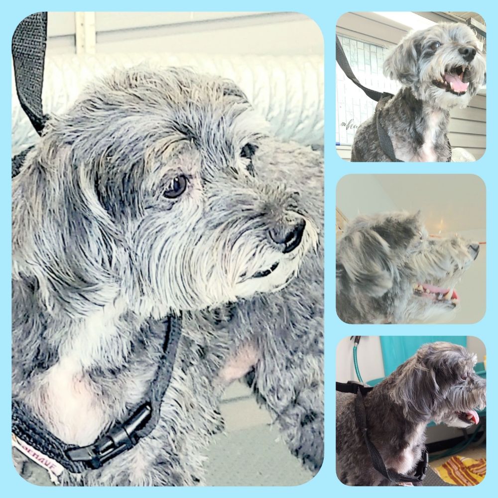 Pretty Little Pooch Boutique Image