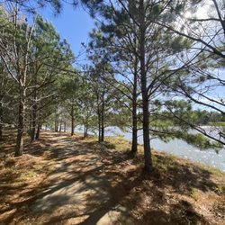 Arbor Park - path w trees