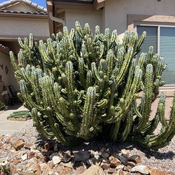 calathea rattlesnake plant Calathea Lancifolia 'Rattlesnake' Size 6 Pot