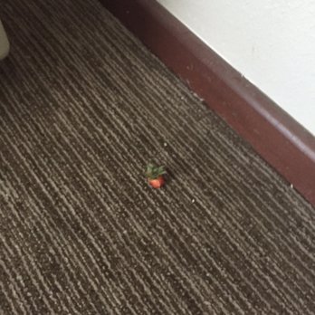 Radisson Hotel Cincinnati Riverfront - Old strawberry found on carpet - Hotels Near Me - Covington, Kentucky Radisson Hotel Cincinnati Riverfront - Old strawberry found on carpet - Hotels Near Me - Covington, Kentucky