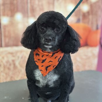 PGS Pet Grooming Salon - Pet Groomers Near Me - Albuquerque, New Mexico PGS Pet Grooming Salon - Pet Groomers Near Me - Albuquerque, New Mexico