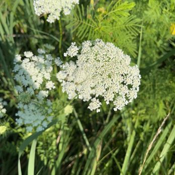 Cliff Cave County Park - Queen Anne's lace - Parks Near Me - Saint Louis, Missouri Cliff Cave County Park - Queen Anne's lace - Parks Near Me - Saint Louis, Missouri