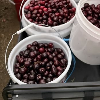Sweet Lou's Cherries - Or U PICK! - Pick Your Own Farms Near Me - Brentwood, California Sweet Lou's Cherries - Or U PICK! - Pick Your Own Farms Near Me - Brentwood, California