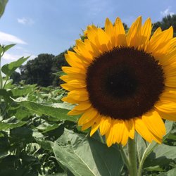 Pleasant Valley Produce - New this year is our sunflower garden! Pick your own or choose from our buckets.