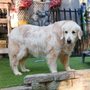 Photo of The Dog Walker