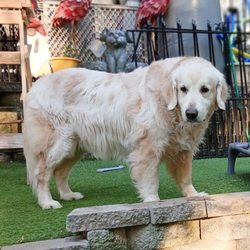 The Dog Walker - All sizes and breeds.