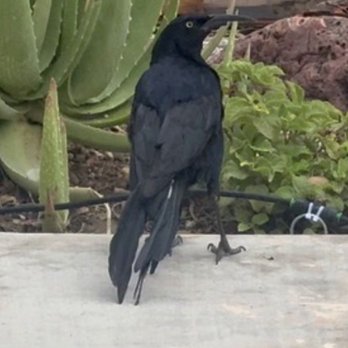 Water Mart Hansens - Stanley the great-tailed Grackle - Water Stores Near Me - Phoenix, Arizona Water Mart Hansens - Stanley the great-tailed Grackle - Water Stores Near Me - Phoenix, Arizona