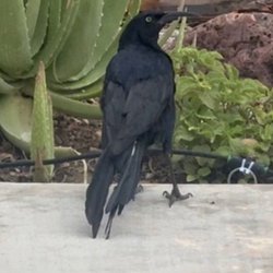 Water Mart Hansens - Stanley the great-tailed Grackle