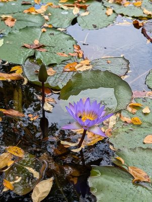 Conservatory Garden by null
