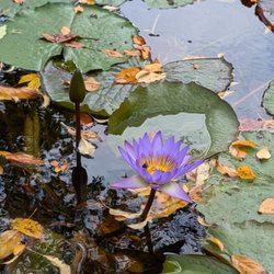 The Conservatory Garden