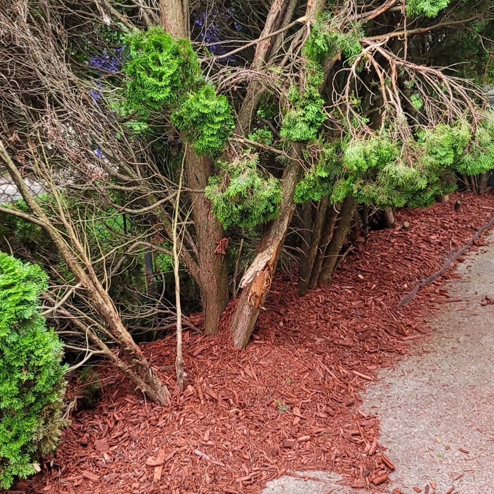 Ohio Mulch - Damaged tree from their truck - Building Supplies Near Me - Columbus, Ohio Ohio Mulch - Damaged tree from their truck - Building Supplies Near Me - Columbus, Ohio