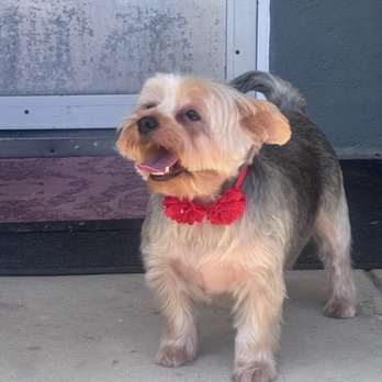 DOGG Grooming - Pet Groomers Near Me - Glendale, California