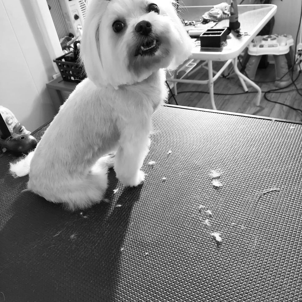 BABE’S GROOMING AND BOARDING 56 Photos Baton Rouge, Louisiana Pet