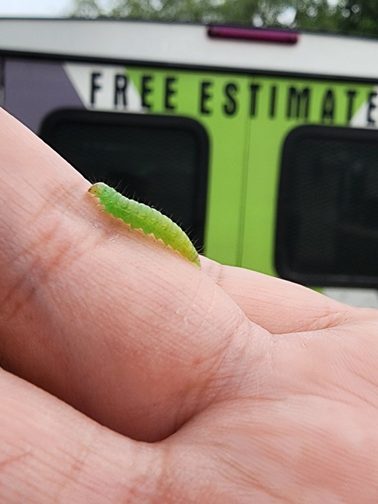 SIMPLE PEST & TERMITE SOLUTIONS nearby at Edinburg, Texas Pest