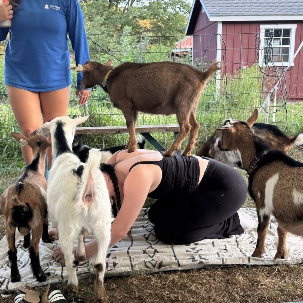 Chip-In Farm - Goat yoga - Farmers Market Near Me - Bedford, Massachusetts Chip-In Farm - Goat yoga - Farmers Market Near Me - Bedford, Massachusetts