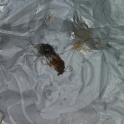 1427 Cape Coral Pkwy E, Cape Coral, FL 33904 Took my girl for a late night date, and this is what she found in her sandwhich.