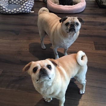 Mindful Dog Mom - Another picture of my loves she sent me :) - Life Coach Near Me Mindful Dog Mom - Another picture of my loves she sent me :) - Life Coach Near Me
