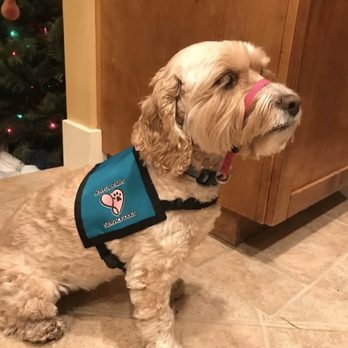 Joyful Paws Service Dogs - Pet Training Near Me - Windsor, Connecticut