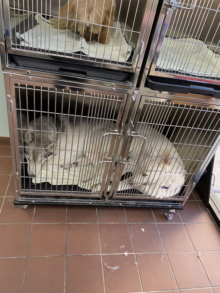 CUSTOM CLIPS PET GROOMING Updated August 2024 47 Photos & 60