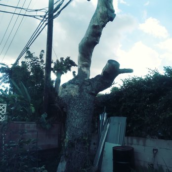 My Tree Experts - Huge and Heavy. Both tree are done in less than 3 hours - Tree Services Near Me My Tree Experts - Huge and Heavy. Both tree are done in less than 3 hours - Tree Services Near Me