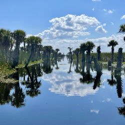 Swamp Donkey Airboat Rides - Swamp Donkey airboat rides