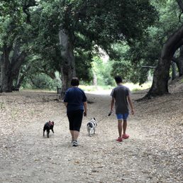 Walking the dogs