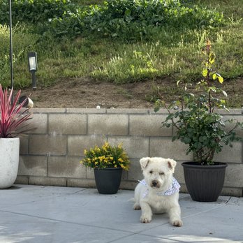 Krissys Mobile Paw Spa - Pet Groomers Near Me Krissys Mobile Paw Spa - Pet Groomers Near Me