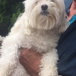 Gatsby-before (the "toy sheepdog")