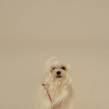 Pet Au Pair, LLC - Dog Walkers Near Me Pet Au Pair, LLC - Dog Walkers Near Me