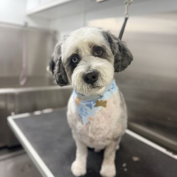 Zoomin Groomin - Edmond, Oklahoma - Pet Groomers Near Me Zoomin Groomin - Edmond, Oklahoma - Pet Groomers Near Me