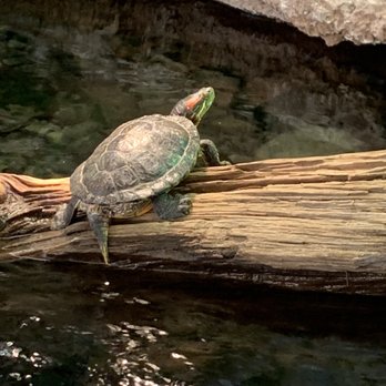 High Desert Museum - Museums Near Me - Bend, Oregon