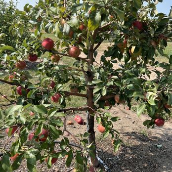 Apple Jack Orchards - a tree full of apples - Fruits & Veggies Near Me - Delano, Minnesota
