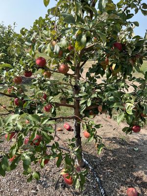 Apple Jack Orchards by null