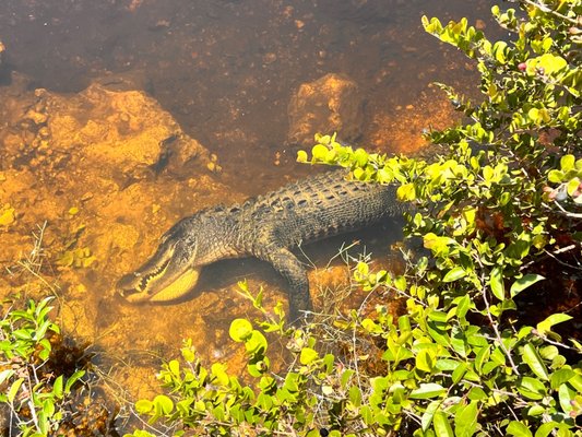 Big Cypress National Preserve by null