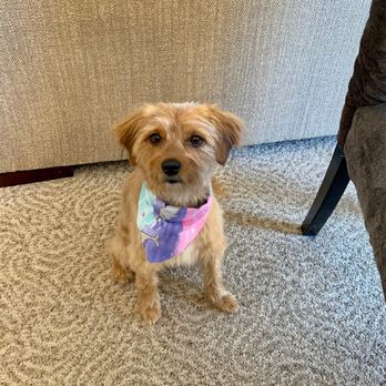 The Groomery - Pet Sitting Near Me - Rosamond, California The Groomery - Pet Sitting Near Me - Rosamond, California