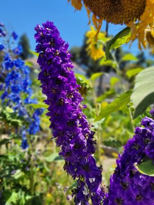 Luther Burbank Home & Gardens by null