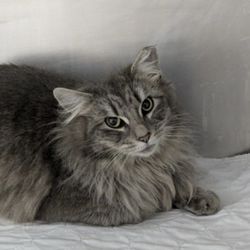 Lewis-Clark Animal Shelter - Bernadette