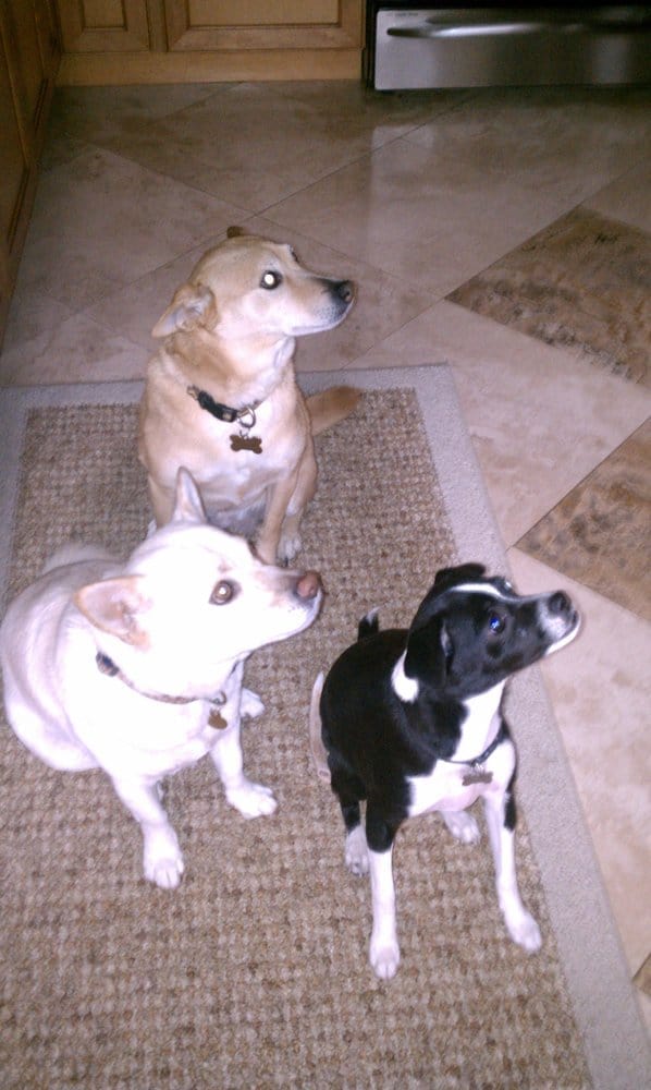 PAW AND ORDER DOG TRAINING Fort Collins, Colorado Pet Training