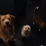 Photo of Pit Stop Dog Walking & Pet Care