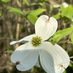 Fairland Regional Park - Spring flowers on trees