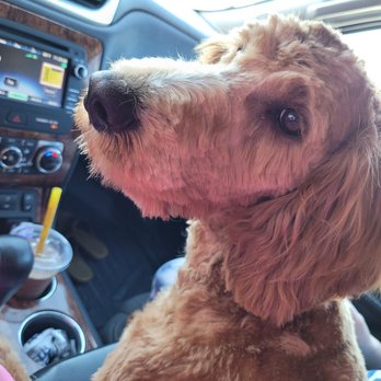 Little Dog House - Pet Sitting Near Me - Ogden, Utah Little Dog House - Pet Sitting Near Me - Ogden, Utah