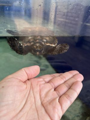 AQWA The Aquarium Of Western Australia by null