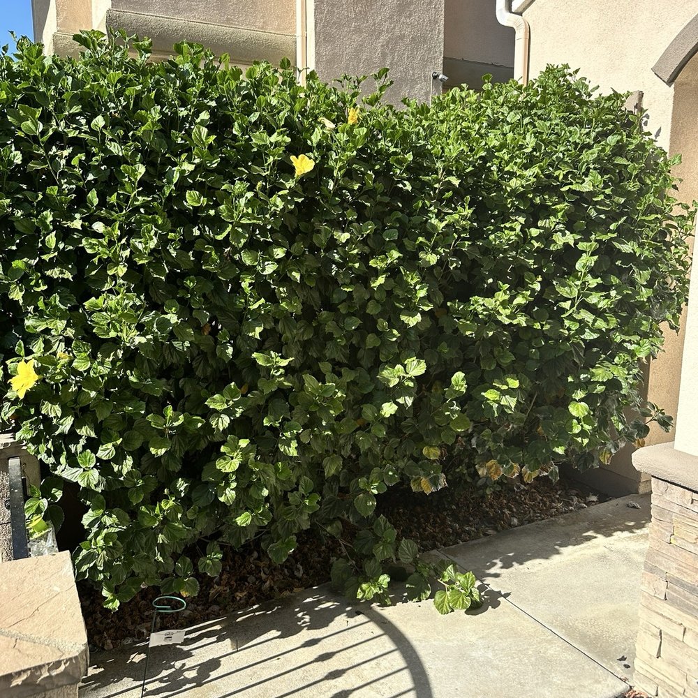 Evergreen Landscaping - Before - Lawn Services Near Me Evergreen Landscaping - Before - Lawn Services Near Me