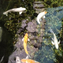 Koi pond in the atrium.