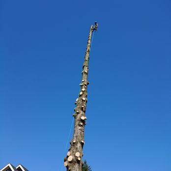 TreeSense Care - Tree Services Near Me