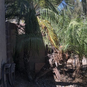 Octavio's Tree Service - Tree Services Near Me Octavio's Tree Service - Tree Services Near Me