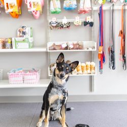 No Dog Left Behind Rescue - Bart the cattle dog husky heeler