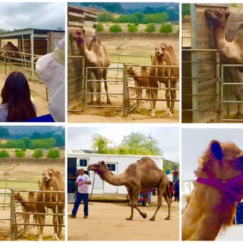 Oasis Camel Dairy - Attraction Farms Near Me - Ramona, California Oasis Camel Dairy - Attraction Farms Near Me - Ramona, California
