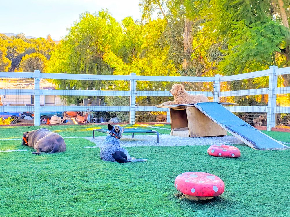 HOUNDS TO HORSES INHOME DOG BOARDING Updated September 2024 50